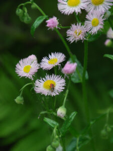 fleabane A malachite beetle on fleabane.