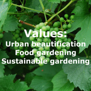 Values EHS Values, superimposed on a photo of valiant grapes