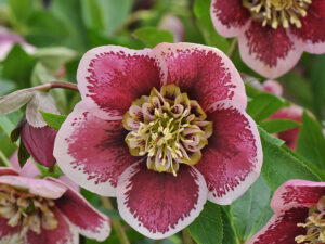 a hellebore flower: pink and red petals with white edges.