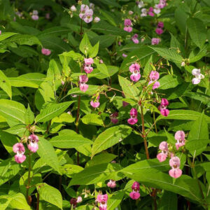 Himalayan balsam flowers