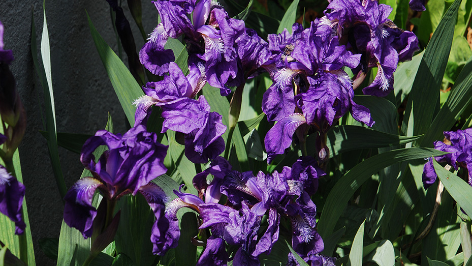 purple irises