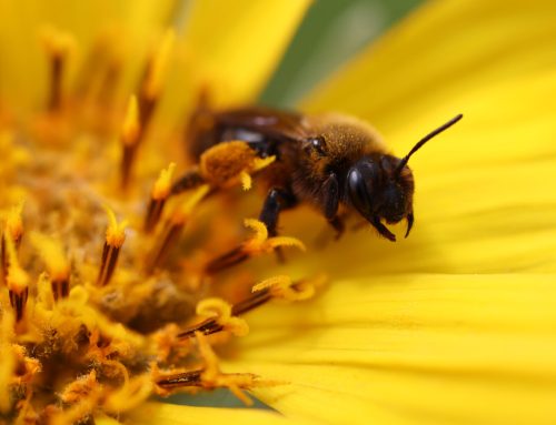 The Buzz on Bees