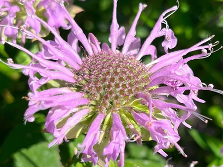 Wild Bergamot (Monarda fistulosa), a light purple flower