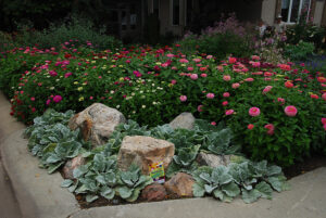 Cottage garden style property in Edmonton