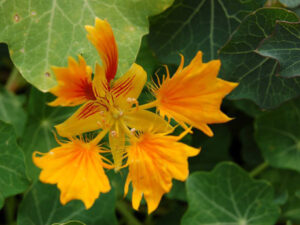 Phoenix Nasturtium