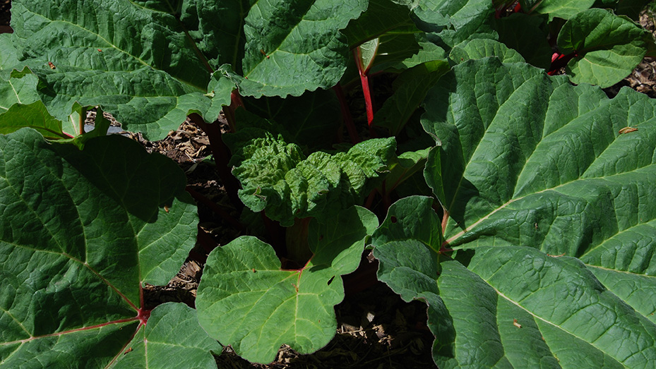 Rhubarb