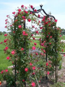rose ‘Henry Kelsey’ trained on an arch.