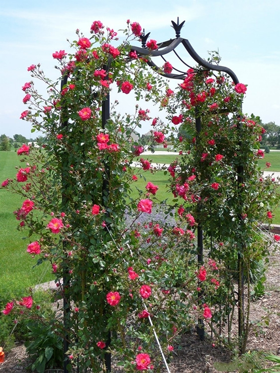 rose ‘Henry Kelsey’ trained on an arch.