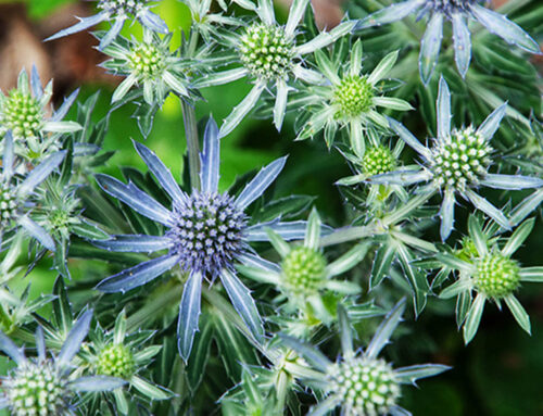 July Gardening Chores in the Edmonton Area