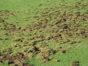 a lawn damaged by a skunk digging in it for grubs