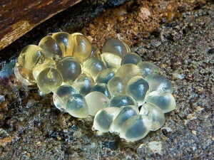 slug eggs