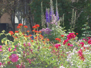 A bed of colourful perennial flowers