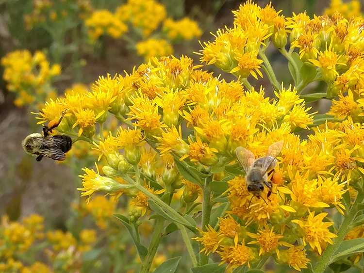 Goldenrod (solidago rigida) with bees