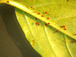 spider mites on a leaf