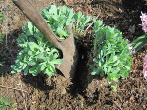 using a spade to divide a plant in two clumps