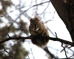 Squirrel on a branch, looking at the camera.