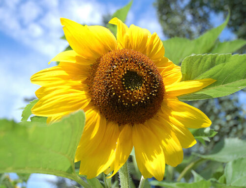 August Gardening Chores