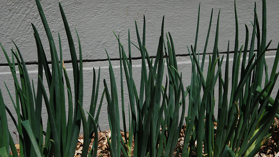 Walking onions against a grey foundation