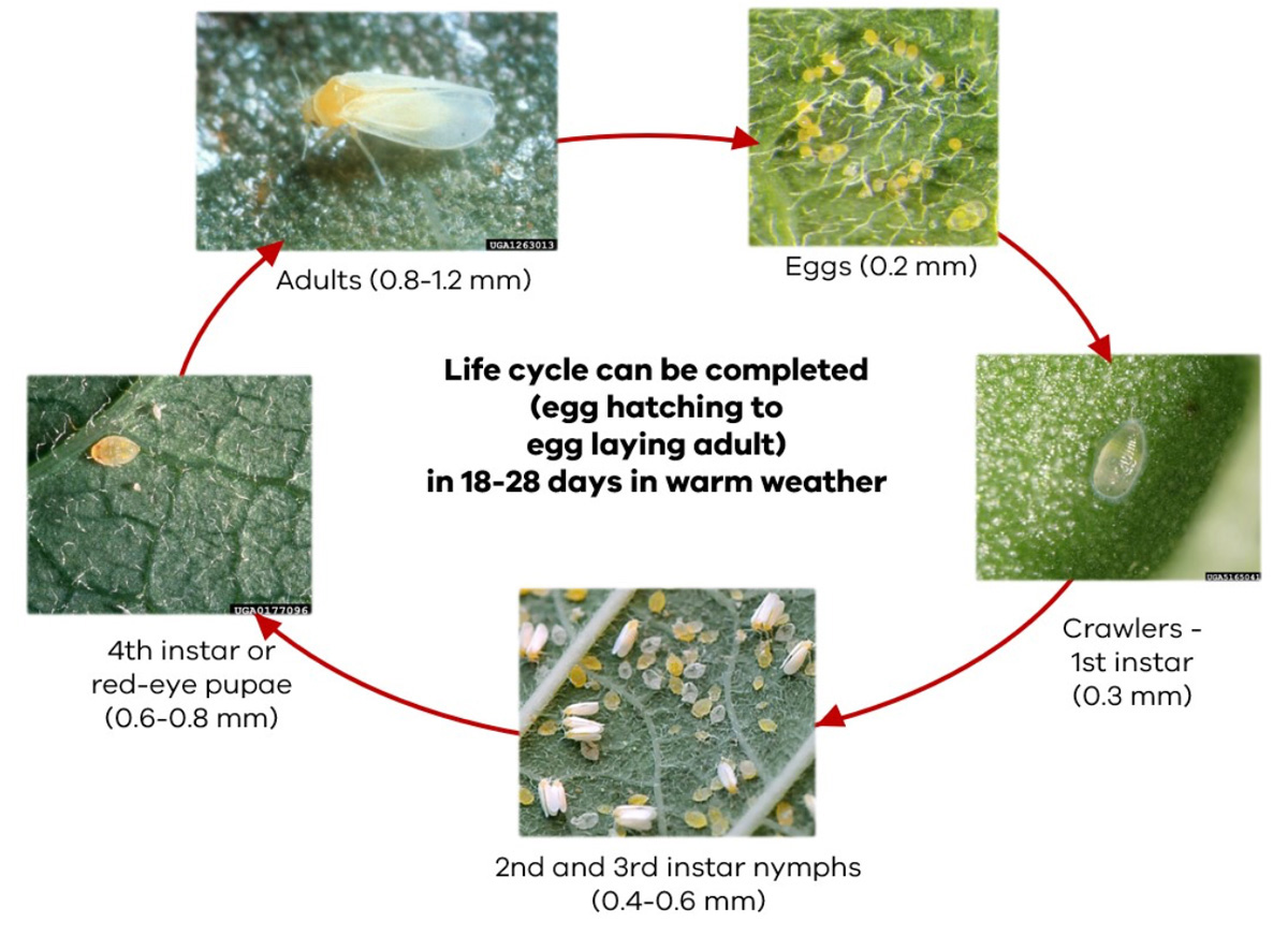 whitefly life cycle