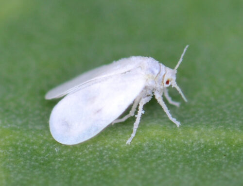 Pretty Guy for a Whitefly