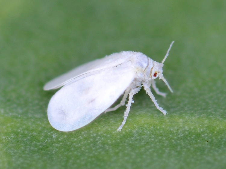 Whitefly